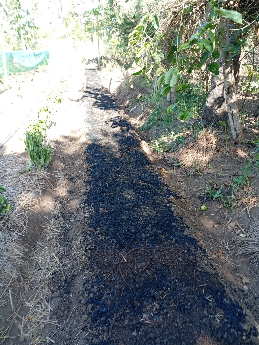 MagreenMorganic's tweet photo. Our market garden beds are amended using #biochar and high quality #compost before planting. This makes a major difference and helps our sandy soil retain moisture and nutrients. #growsoil #soilhealth https://t.co/mHK3shnPLY