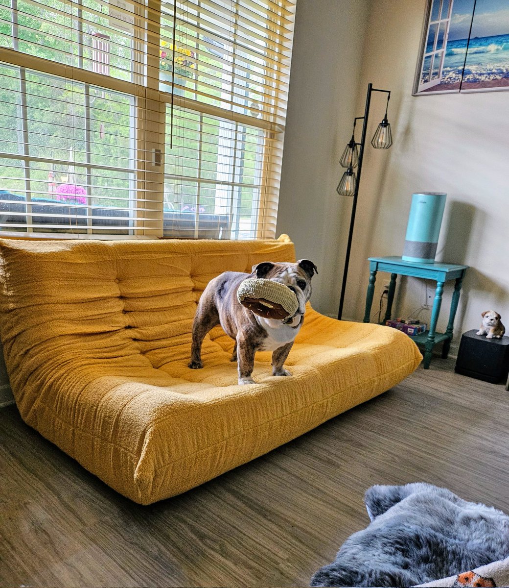LenaMasami's tweet photo. She is so happy that she can jump up easily on something with her toys in her mouth..... without bouncing off. 😅😋 #englishbulldog #bulldogs #dogs #pets #animals #cute #funny https://t.co/iIxjOBxB0d