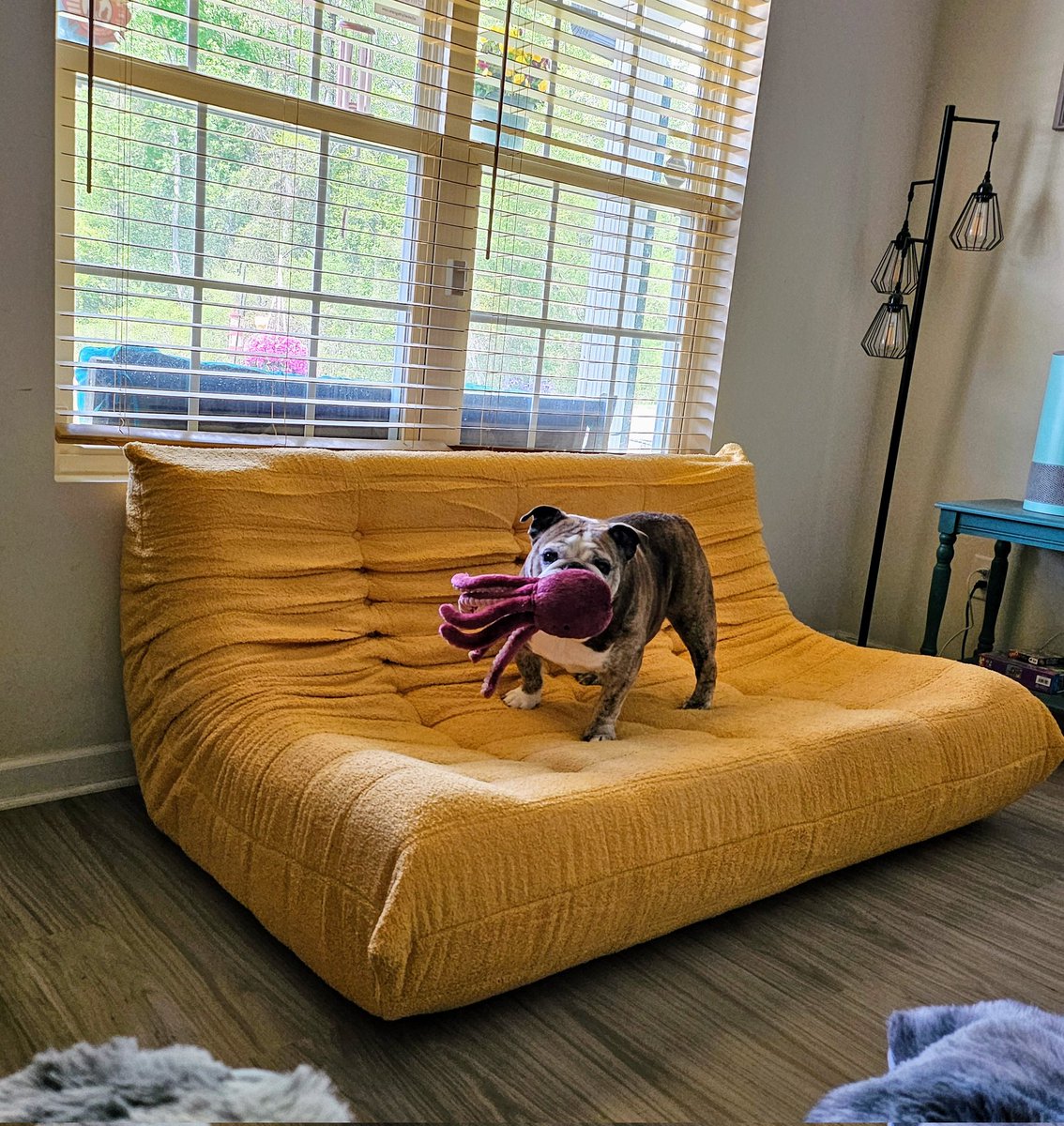 LenaMasami's tweet photo. She is so happy that she can jump up easily on something with her toys in her mouth..... without bouncing off. 😅😋 #englishbulldog #bulldogs #dogs #pets #animals #cute #funny https://t.co/iIxjOBxB0d
