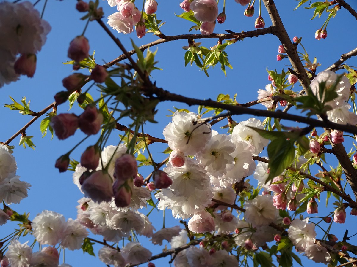 okovaros's tweet photo. Az új tavasz mindig új reményt ad egy jobb világra.  

The new spring brings quiet hope — even when the world feels loud, heavy, and uncertain.

#UrbanNature #CityInBloom #HopeInDarkTimes #Tavasz2025 https://t.co/WL7nnUoQs0