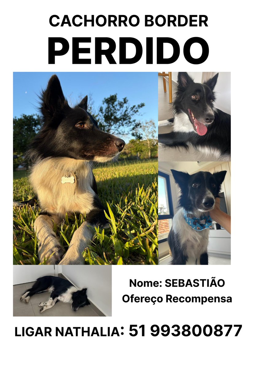 joaopraetzel's tweet image. 🚨PESSOAL DE PORTO ALEGRE

Quem puder dar RT. O cachorro de uma amiga minha fugiu pelas bandas da Anita Garibaldi na última terça.

Está muito assustado e corre muito. Se avistar ele, ligue antes de tentar pegar pois ele pode fugir para ainda mais longe. Está com identificação.