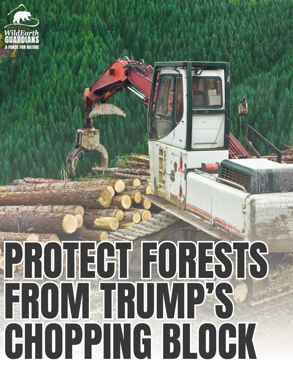 wildearthguard's tweet photo. 🌲 The Forest Service is about to ramp up logging not seen since the 1980s that decimated thousands of acres of the nation’s forests. Congress must step in to stop this egregious abuse by the administration.

🌲 The future of our forests hangs in the balance – tell Congress to close legal loopholes and strengthen vital environmental protection laws.

https://t.co/jNNTGqfR3h