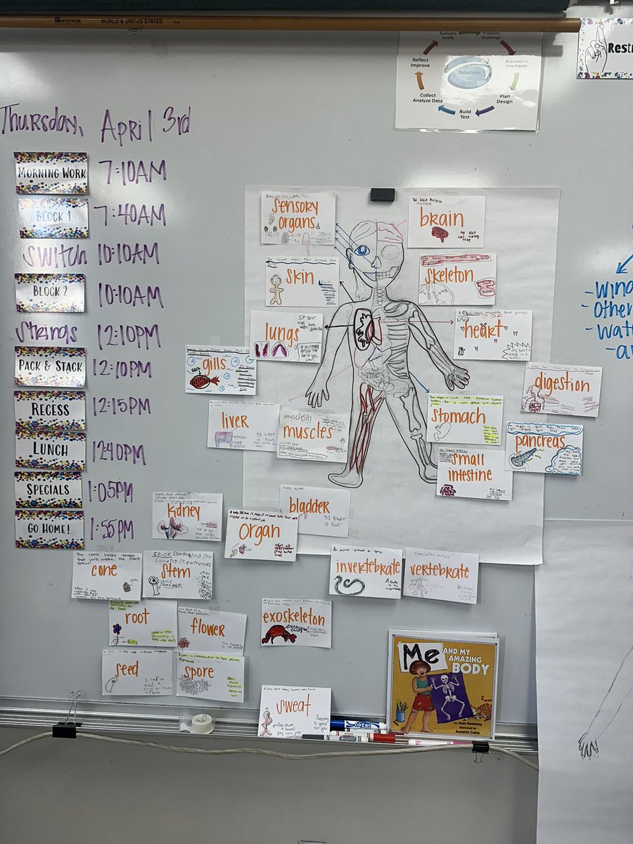 Mrs_AndersonEL's tweet photo. swapped our human body visual with the beginning of animal adaptations (camouflage)! 

@WeAreHAEST @HCPSElemScience @HCPSGorrieEL https://t.co/ziZkroT9Th