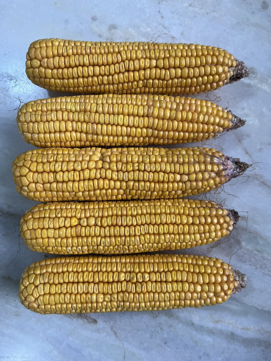 Maiz de segunda sobre cebada. Dens: 50 mil plha.
Zona loberia. Viene linda la campaña