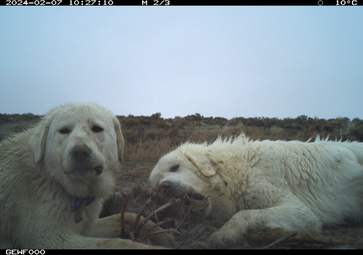 Trail_Cams's tweet photo. https://t.co/OieTPghqNa