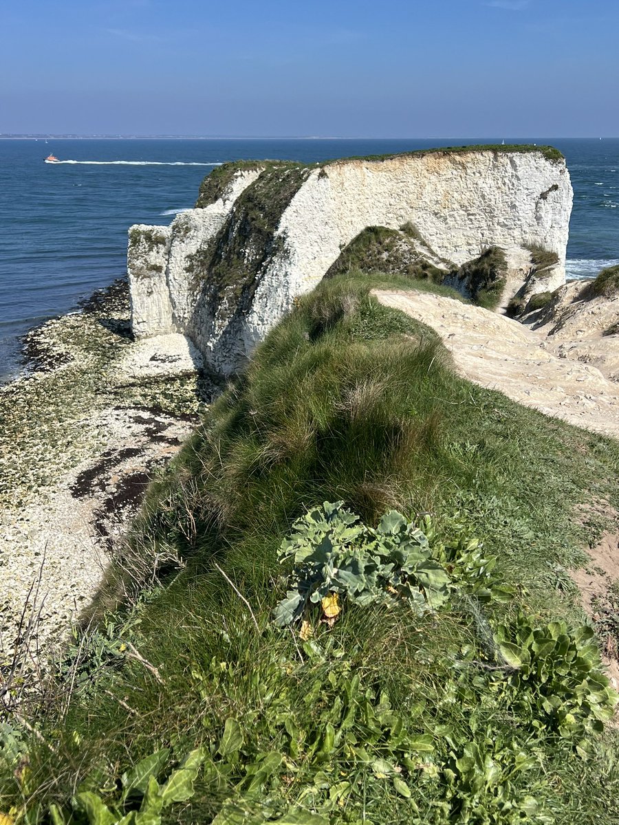 JulieMerch68 tweet media