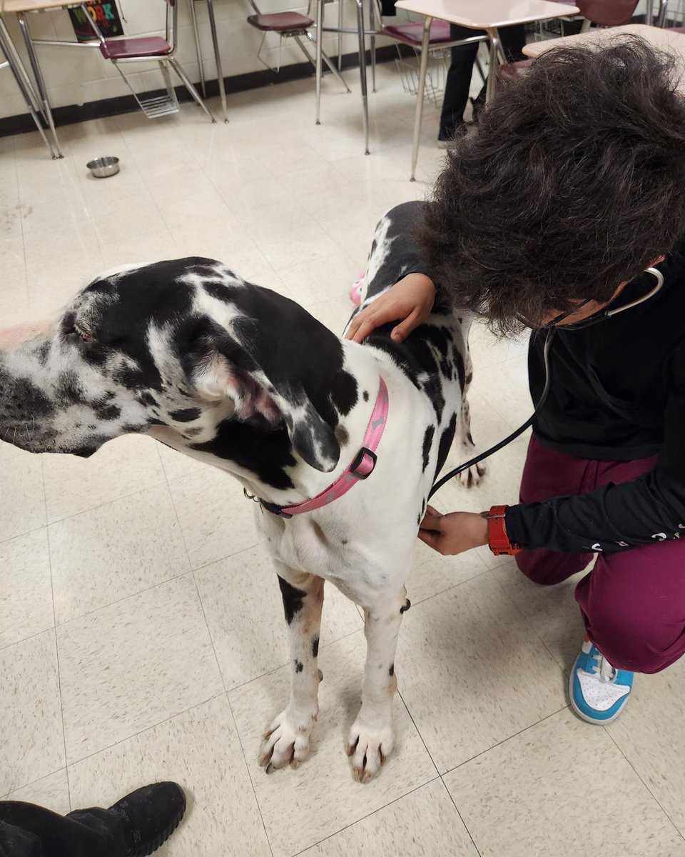 CTELFCISD's tweet image. The Veterinary Medical students at LFHS take the utmost care in obtaining their patient’s vital signs and in performing grooming services needed to maintain their overall health.