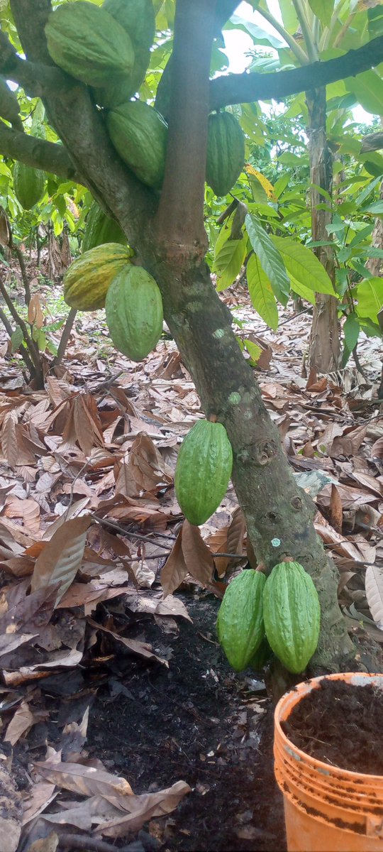 skipangamimi's tweet photo. #cocoa challenge @officialDrHerry @KelvinMdaba @Aboubakari96707 @itc__reyna https://t.co/mrDTGsteYO