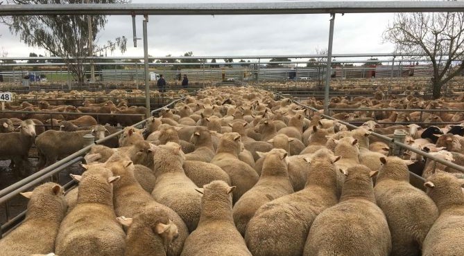 Reset on Mutton prices at Wagga Wagga
farmtender.com.au/prime-ag-news/…