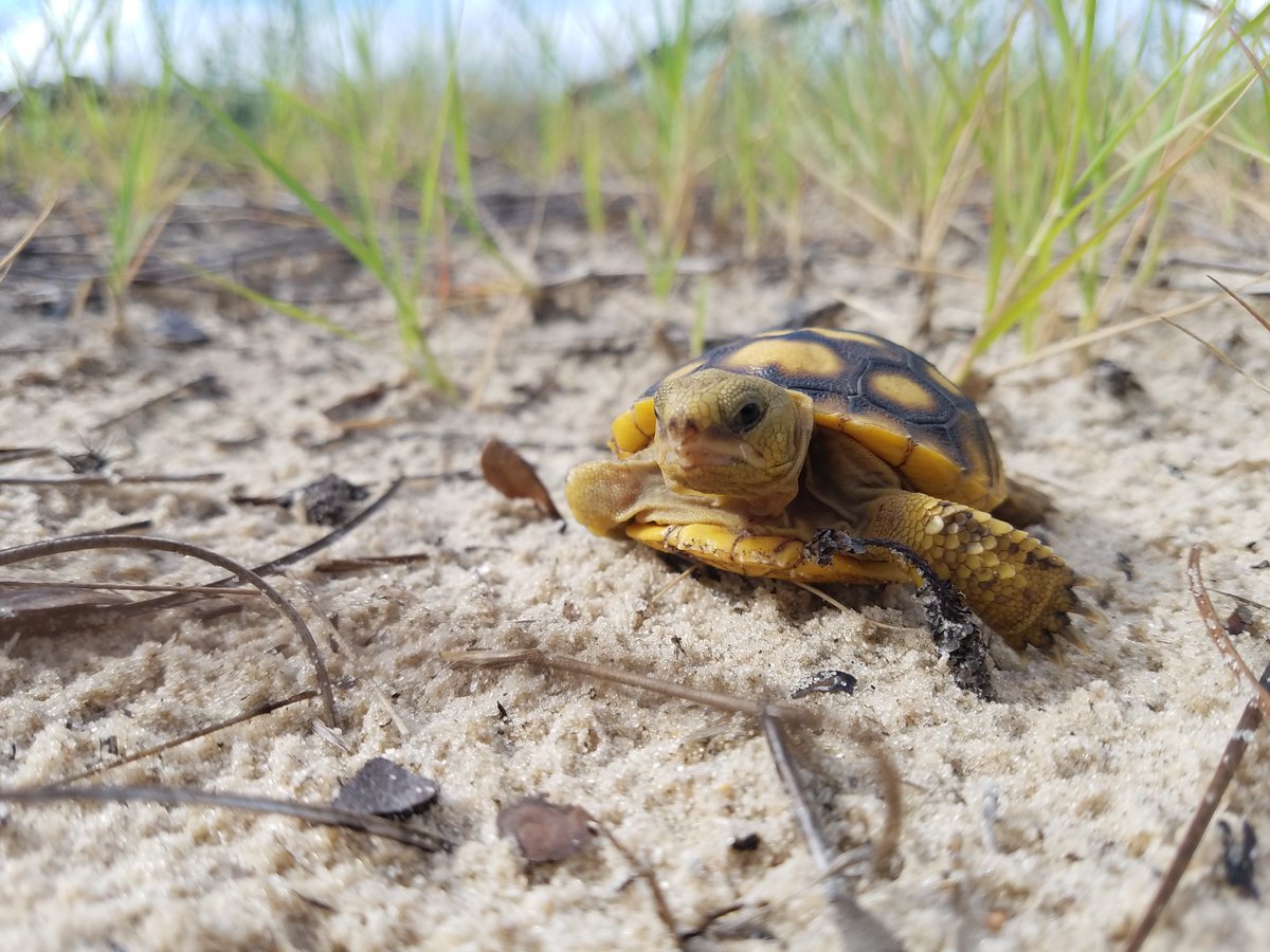 Happy Gopher Tortoise Day! These animals are known for their burrows, which provide shelter for at least 300 species, including snakes, frogs, racoons, and armadillos. USGS is studying gopher tortoise populations to learn how they use coastal habitats: ow.ly/k1Qp50Vyy3A