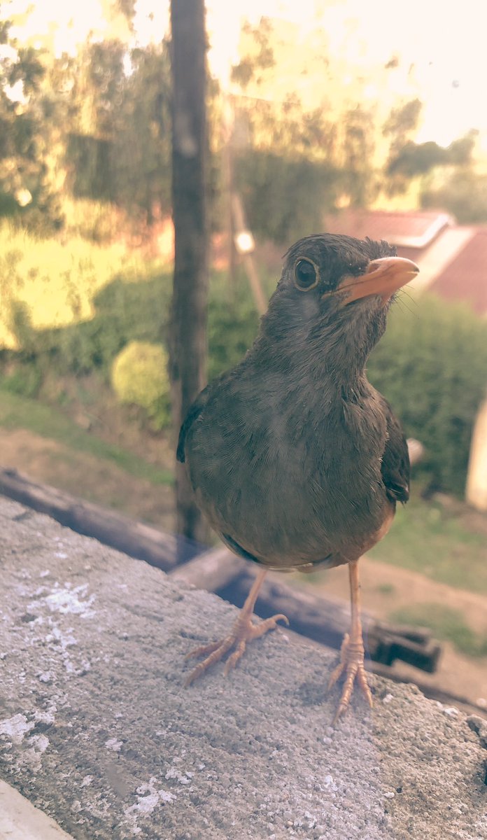 ikigai101_'s tweet photo. Aves🐦‍⬛

#birds #birdsoftwitter #BirdsOfTwitter #birdphotography  #exploretocreate #moodygrams #vscokenya #vscoke #createcommune #shotzdelight #travelgram #way2ill  #roamtheplanet #nature #earth #travel #art https://t.co/QiHH0i9gIg