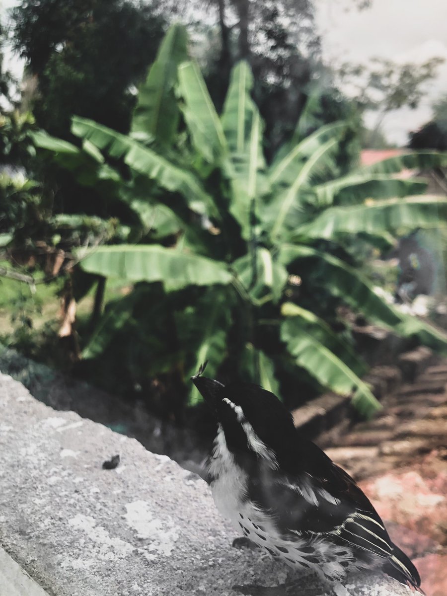 ikigai101_'s tweet photo. Aves🐦‍⬛

#birds #birdsoftwitter #BirdsOfTwitter #birdphotography  #exploretocreate #moodygrams #vscokenya #vscoke #createcommune #shotzdelight #travelgram #way2ill  #roamtheplanet #nature #earth #travel #art https://t.co/QiHH0i9gIg