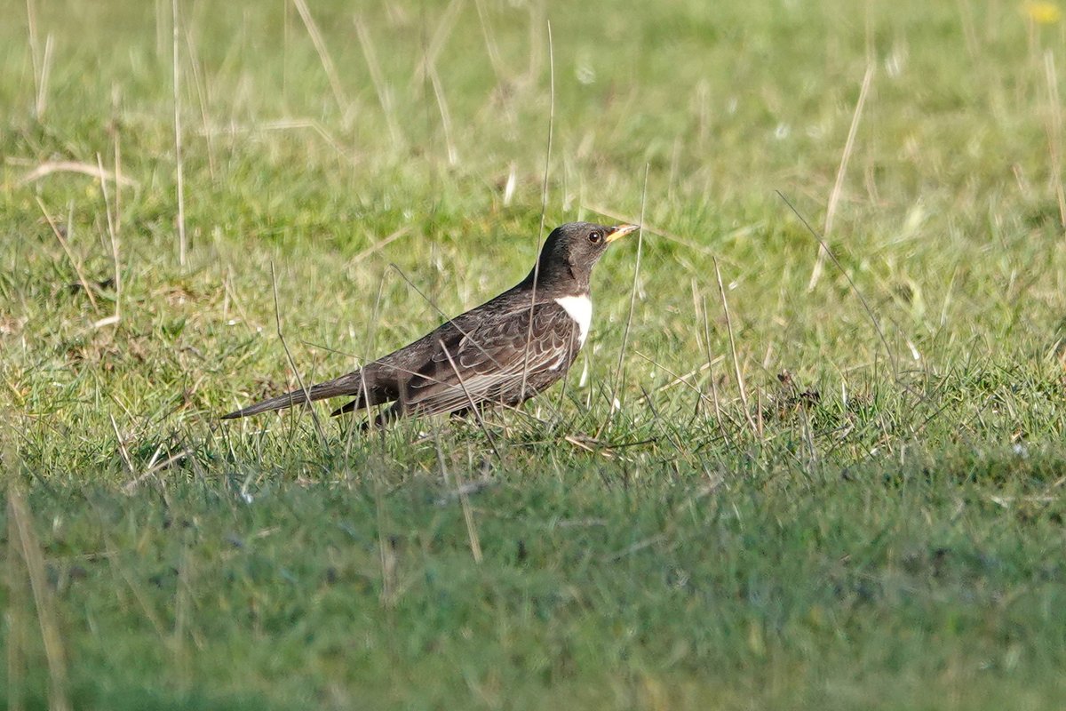 scally_ray's tweet image. WATERSWALLOWS RES, Buxton - This evening produced this fine RING OUZEL, couldn't relocate the bird when leaving, also 3 Mallard, 8 Tufted Duck, 3 Coot, 2 Lapwing, 2 LBB Gull, 1 Little Grebe, 6 Sand Martin, 4 Swallow, 3 Willow Warbler, 1 Chiffchaff, 1 Meadow Pipit.