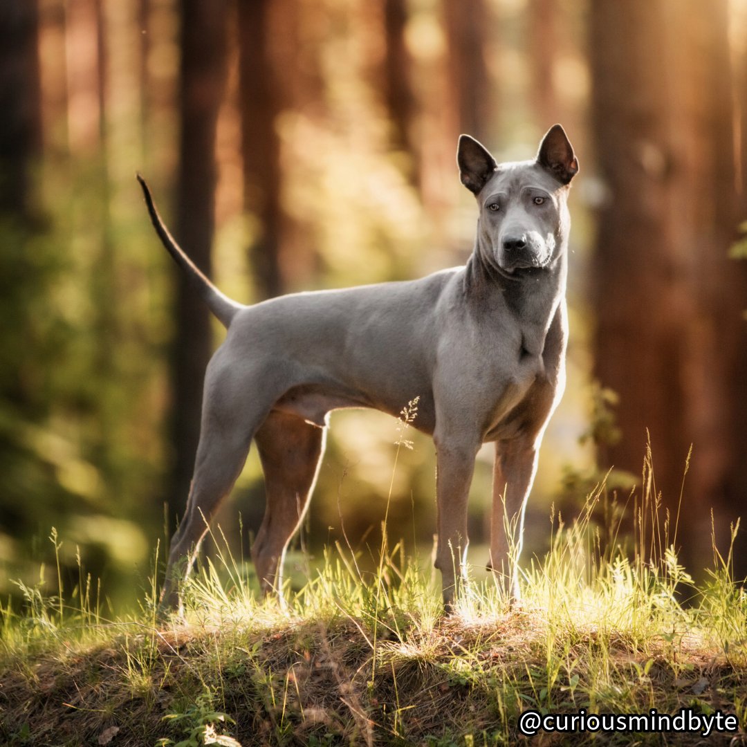 CuriousMindByte's tweet photo. Dog Breed Spotlight: Thai Ridgeback - Ancient Asian breed with ridge along back. Independent, protective, and athletic. Need experienced owners and proper socialization. #ThaiRidgeback #AsianBreeds #PrimitiveTypes https://t.co/rUBL1GIEhT
