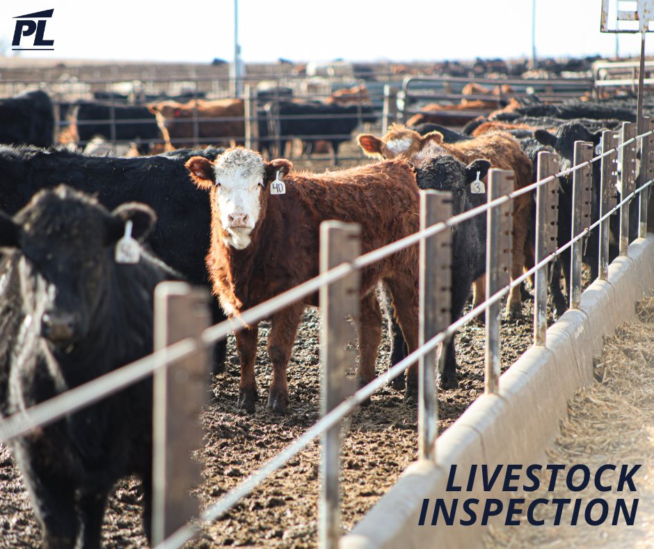 Our livestock inspection services offer transparency and communication that allow us to shape our offerings to best serve our customers. This resource sets us apart so we can set your operation up for success. Give our credit team a call to find out more! 📲 402-597-9189