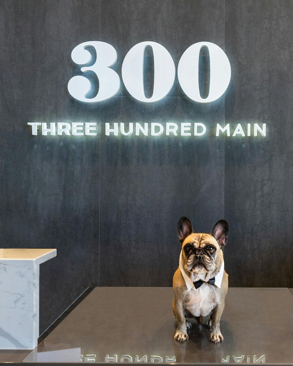 300MainWinnipeg's tweet photo. Look at all these adorable pets who live at 300 Main!
We’re proud to be a pet-friendly and pet-welcoming community where your furry friends feel at home. Happy National Pet Day!

#300Main #Livingat300Main #DowntownWinnipeg #FindItDowntown https://t.co/06CkBk5wbu
