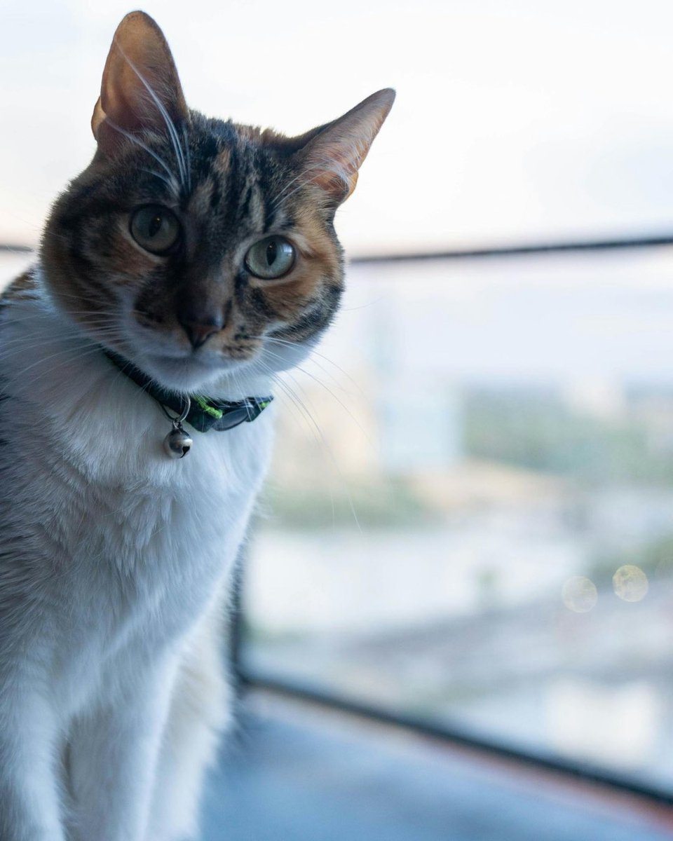 300MainWinnipeg's tweet photo. Look at all these adorable pets who live at 300 Main!
We’re proud to be a pet-friendly and pet-welcoming community where your furry friends feel at home. Happy National Pet Day!

#300Main #Livingat300Main #DowntownWinnipeg #FindItDowntown https://t.co/06CkBk5wbu