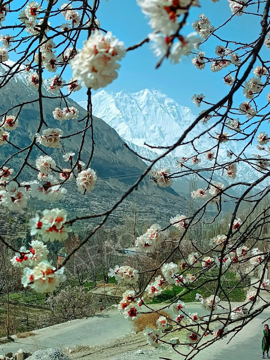 jamilnagri's tweet image. Currently, I am spending the days around, as spring season is at its peak,how a beautiful view of Hunza, Nagar with Mother of Mist, Rakaposhi peak! Stunning