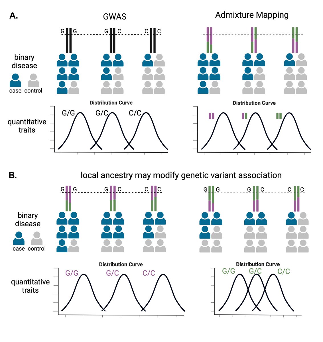 A new Review in <a href="/AJHGNews/">AJHG</a> provides an overview of methods for inferring local ancestry &amp; discusses their application to different types of genetic analyses: cell.com/ajhg/abstract/… 
#ASHG #HumanGenetics #GeneticsDiscoveries <a href="/yunliunc/">Yun Li</a>