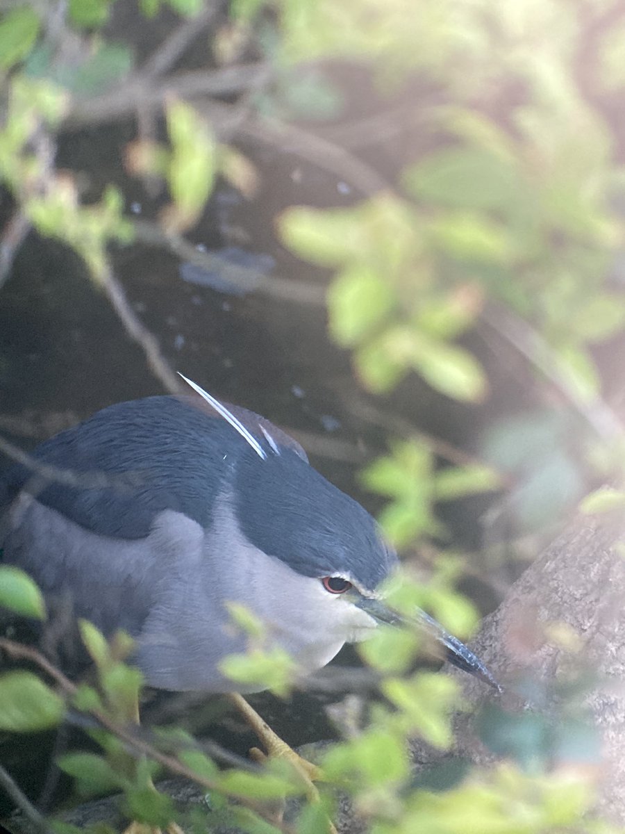 Adult Night Heron at Slapton this evening - found yesterday by Martin K- coincidently on exactly the same date and on exactly the same branch as the first summer bird 4 years ago 9/4/21 (and then a second summer bird from 29/4/22)