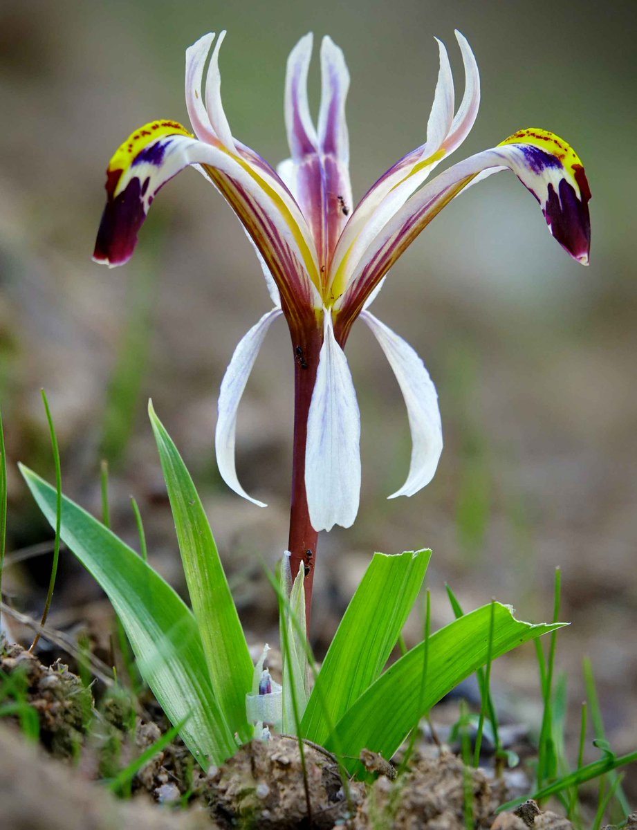 GreentoursUK's tweet photo. Kurt Vickery just sent 2 photos of the stunning Iris rosenbachiana, a Central Asia endemism, photographed during our current tour to #Tajikistan. https://t.co/GjzDZ4lxEh