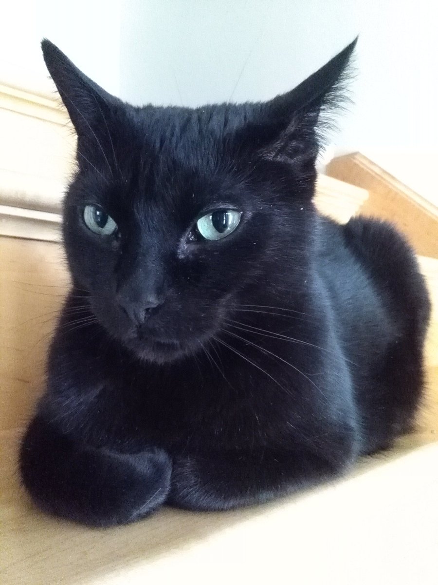 Miss my sweet Luxor 🖤
#TBThursday