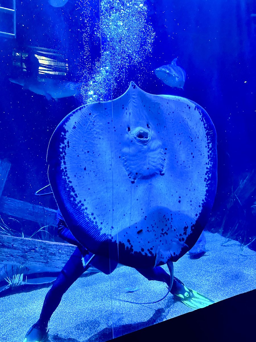 Yaya Han tweet media