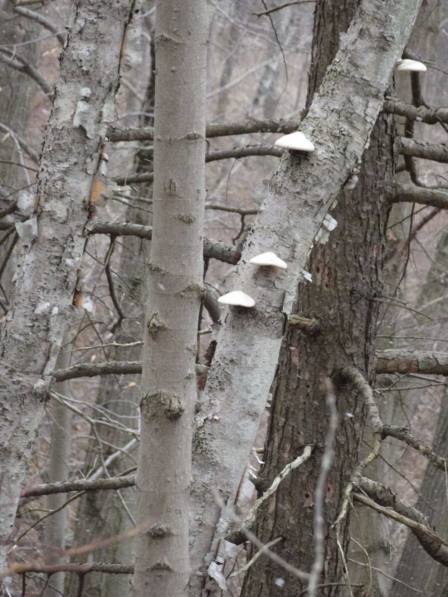 Some pictures from Wed April 9 hike #RNUP . River views, garnet in rock and birch polypores.