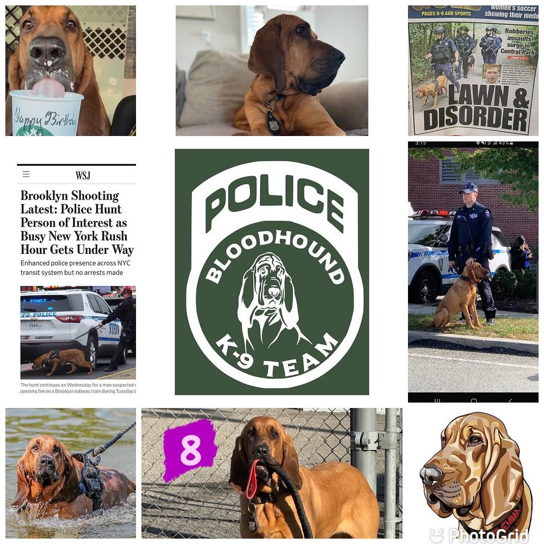 HAPPY BIRTHDAY!!! A day late for K9 Jemma #betterlatethannever