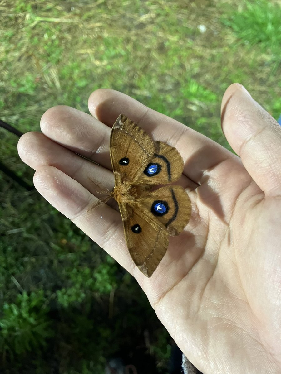 otinkassss's tweet photo. イボタガ7匹
エゾヨツメ2匹
オオシモフリスズメ70匹くらい

早春のライトラとしては人生最高の一夜🌟

さて、そろそろ撤収 https://t.co/boj3rTMb6f