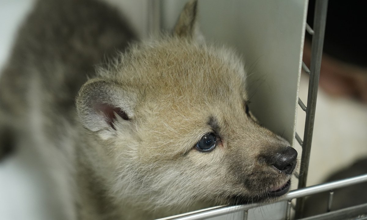 ZenFocusX's tweet photo. History just took a wild turn, scientists have successfully cloned a wolf! This incredible breakthrough brought a wild Arctic wolf back to life using gene-editing and cloning technology. While it opens up exciting possibilities for conservation, it also raises big ethical questions. Are we on the edge of Jurassic Park... or a new hope for endangered species?