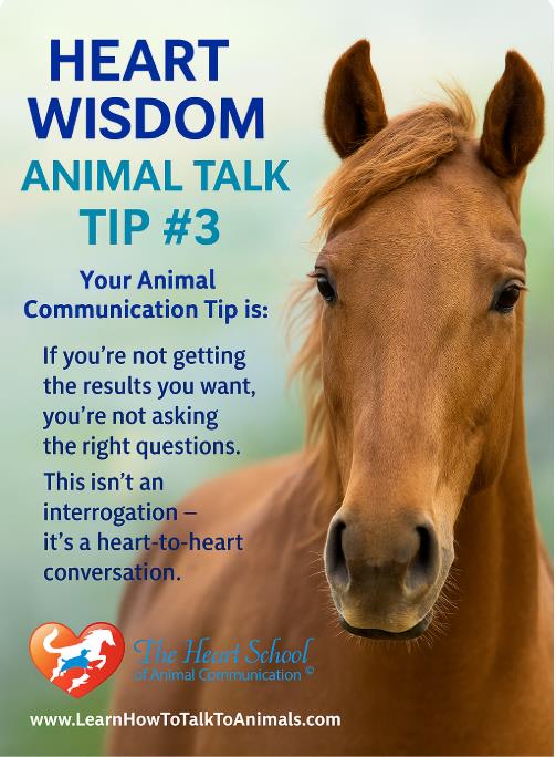 Val_Heart's tweet image. Imagine being able to hear, understand, and heal animals with confidence—knowing you’re getting it right. That’s exactly what’s waiting for you inside the Club.🐾 Join us today and unlock your full potential! go.learnhowtotalktoanimals.com/animal-talk-co…