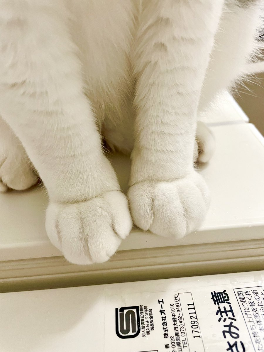 Pc0qJp0's tweet photo. 美味しそう(すっごいかわいい)

#猫好きさんと繫がりたい𓏲𓎨 
#猫のいる暮らし𓏲𓎨  #猫のいる幸せ https://t.co/KTfvw63boG