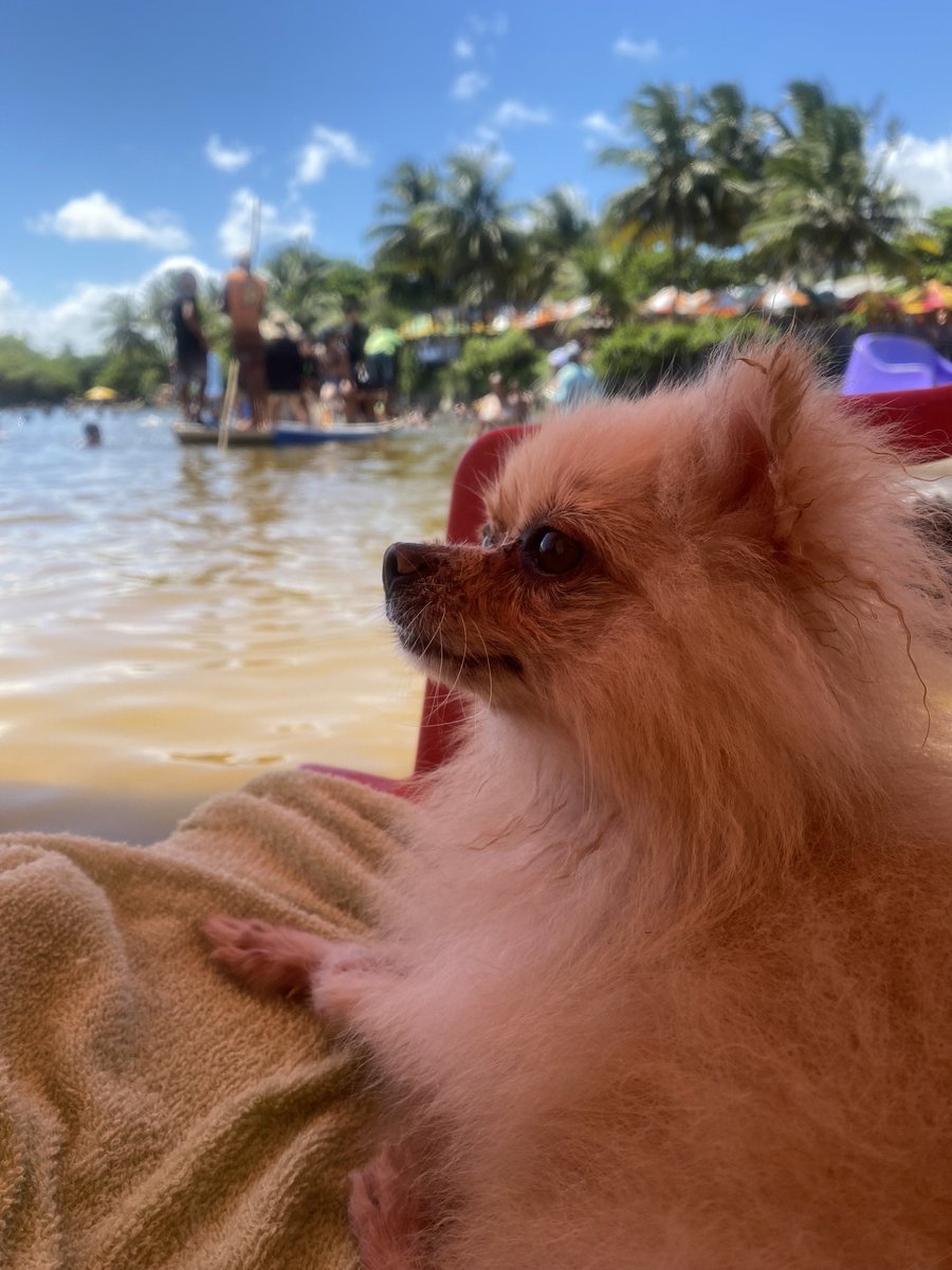 JanderlanN's tweet photo. Hoje me despeço do meu príncipe. Que falta você vai fazer… Obrigado por tanto amor, lealdade e pelos momentos inesquecíveis. Vai com Deus, meu Auror Dumbledore. https://t.co/SlEKWM3xa7