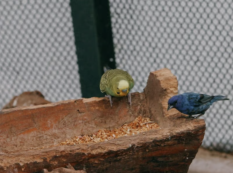 localmx_'s tweet photo. #ParquesCDMX El aviario Abraham Lincoln en Polanco, está lleno de distintas aves rescatadas del maltrato doméstico y del tráfico de especies exóticas. Lee la nota completa aquí: https://t.co/wDAAONdTw5 https://t.co/UVUd3tyrA1