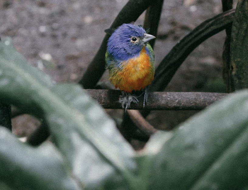 localmx_'s tweet photo. #ParquesCDMX El aviario Abraham Lincoln en Polanco, está lleno de distintas aves rescatadas del maltrato doméstico y del tráfico de especies exóticas. Lee la nota completa aquí: https://t.co/wDAAONdTw5 https://t.co/UVUd3tyrA1