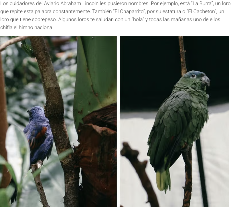 localmx_'s tweet photo. #ParquesCDMX El aviario Abraham Lincoln en Polanco, está lleno de distintas aves rescatadas del maltrato doméstico y del tráfico de especies exóticas. Lee la nota completa aquí: https://t.co/wDAAONdTw5 https://t.co/UVUd3tyrA1