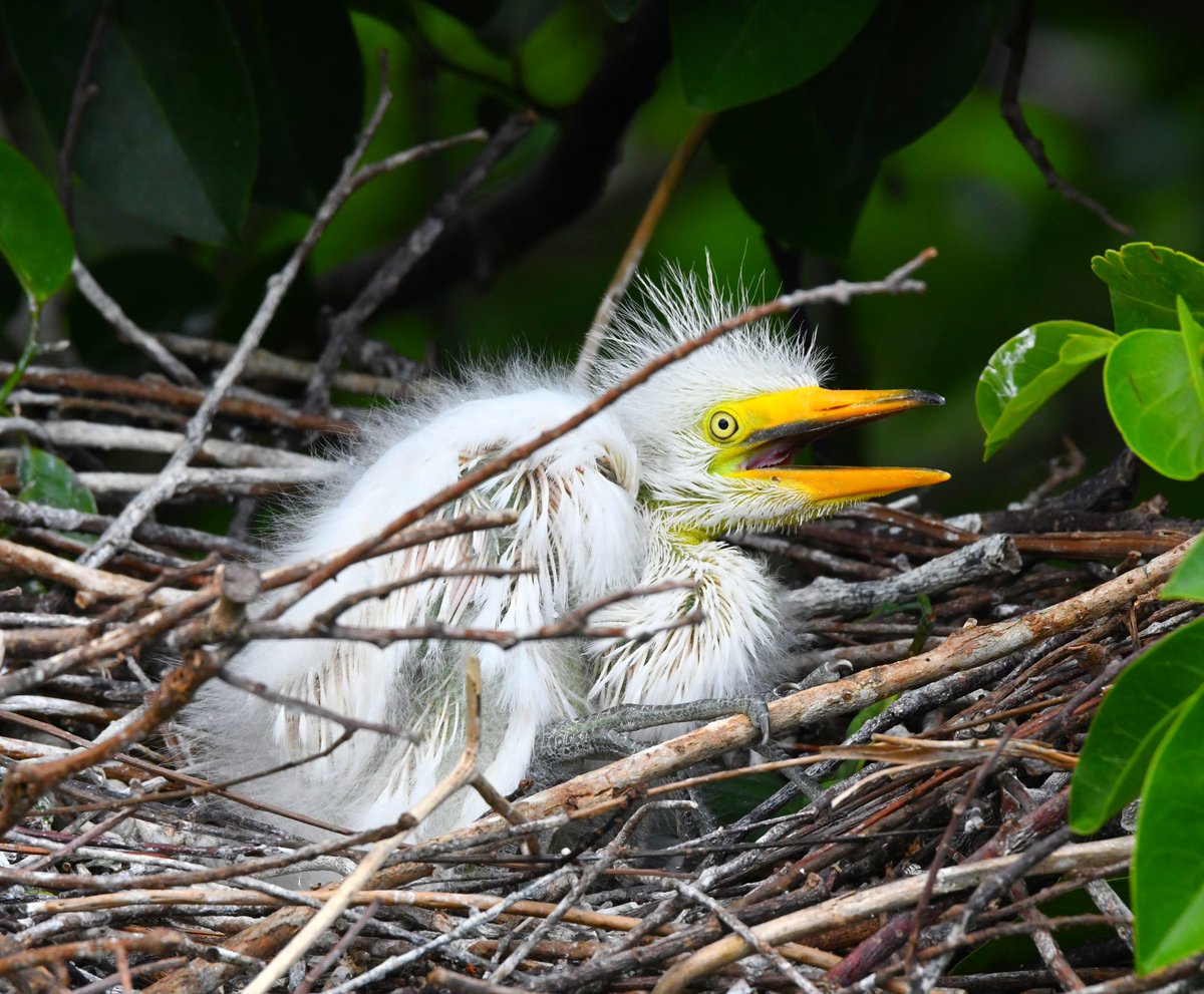 This fuzzy great egret chick woke up from a nap and immediately squeaked for a snack. She got one!