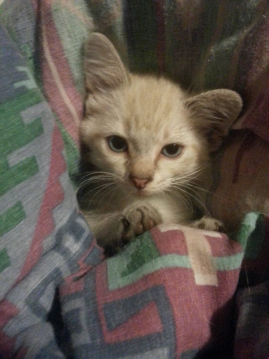 Techsaint_HD2's tweet photo. Fisher when he was a baby: https://t.co/DFKXTxUz87
