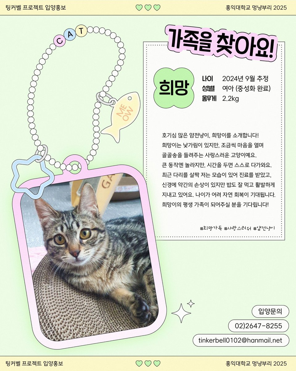 애기들 입양홍보 템플릿 만들기…실제로 산책봉사가서 애들 보고왔는데 너무 귀엽고 순했어요🥹🥹