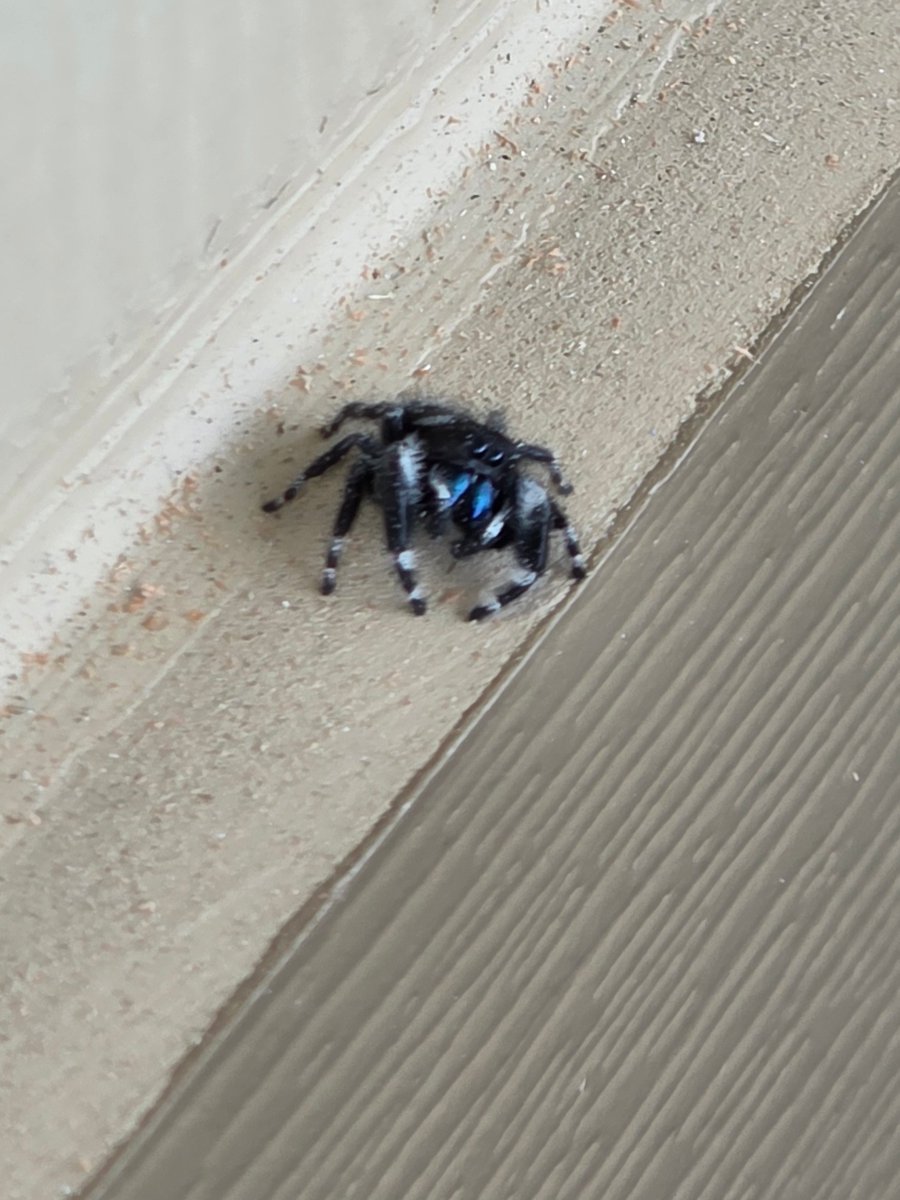 New carport security guard 😻
As far as I can tell it's a Regal Jumping Spider