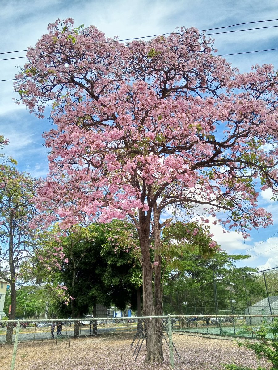 !Apamates maracayeros!
En distintas zonas de nuestra #Maracay, rosados, lilas, blancos, fucsia, morados, un espectáculo de colores, un bálsamo para los sentidos.
¡Todos hermosos!