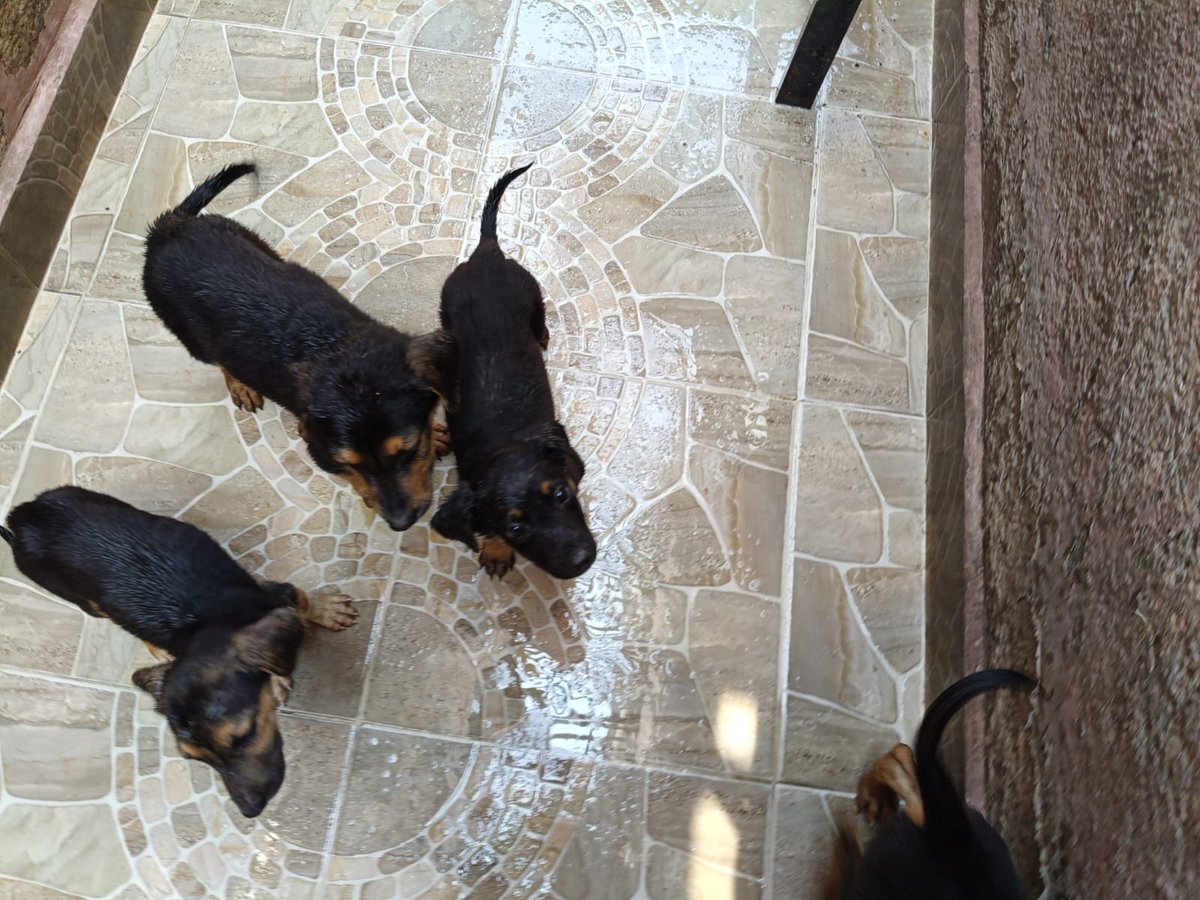La casa del perro Salchicha CDMX tweet media