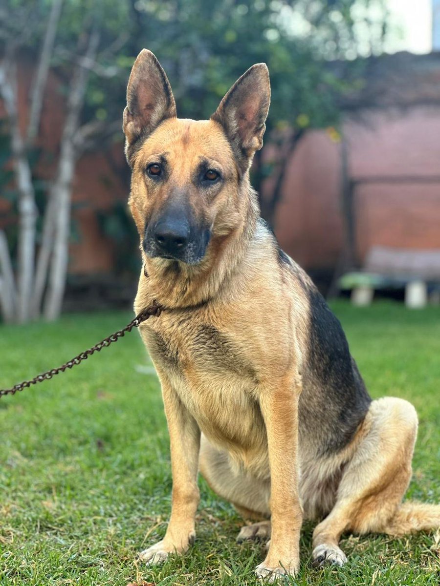 La casa del perro Salchicha CDMX tweet media