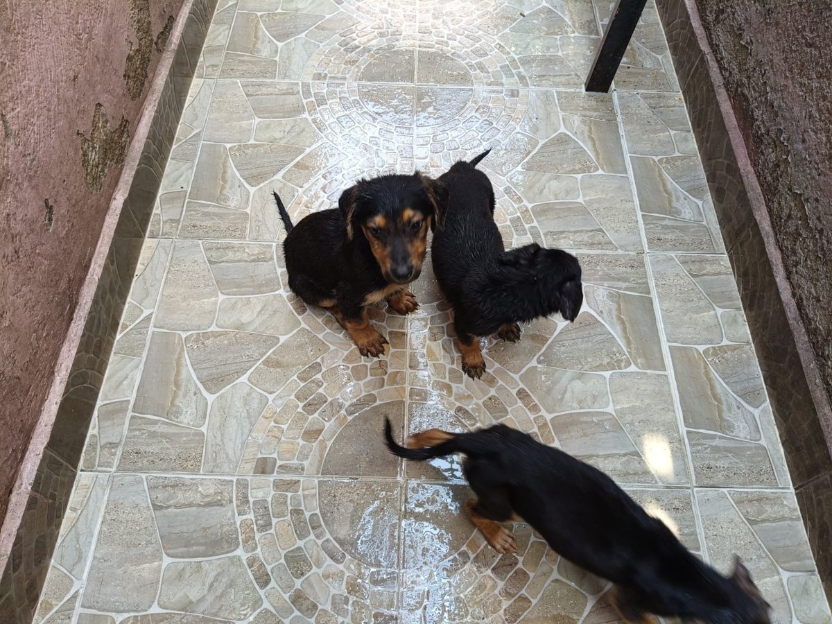 La casa del perro Salchicha CDMX tweet media