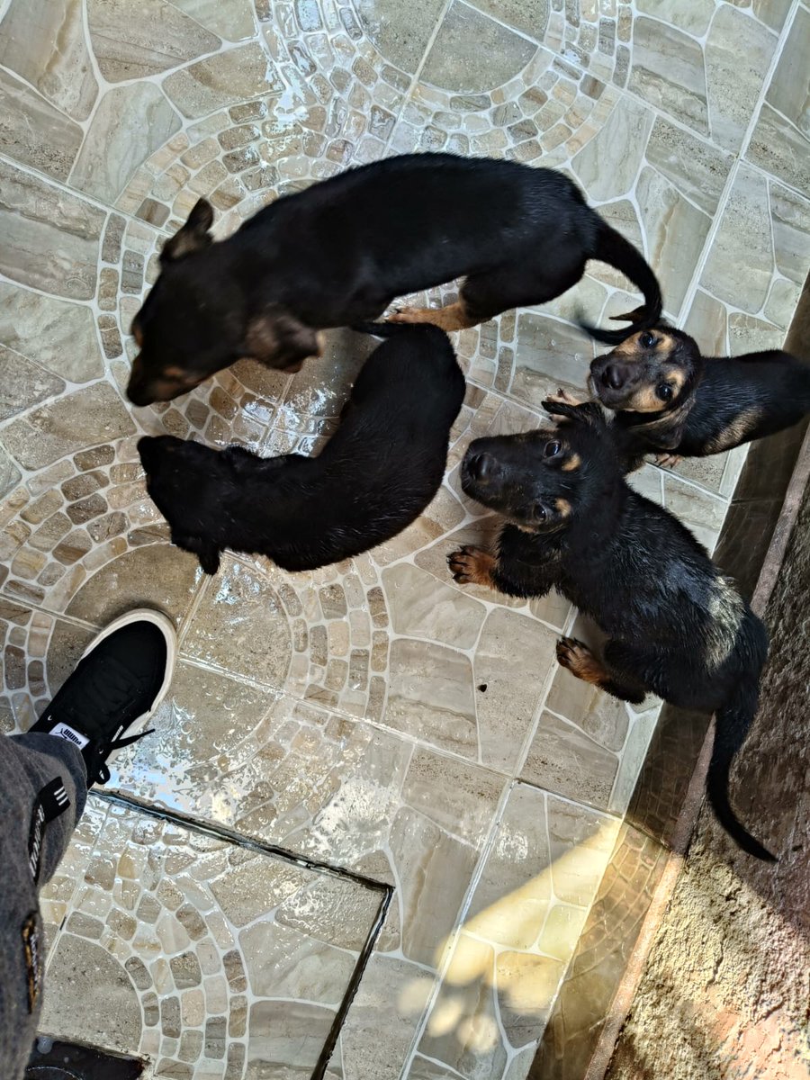 La casa del perro Salchicha CDMX tweet media