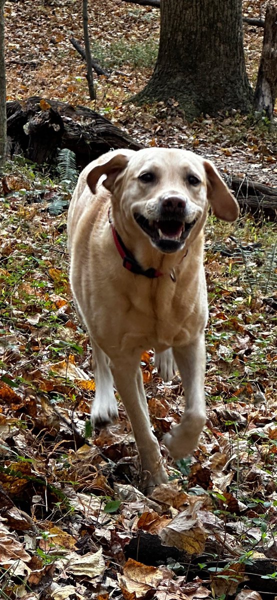 BarbaraWiss2's tweet photo. @BethFratesMD Happy time together in the woods https://t.co/dDg3CGAo0K
