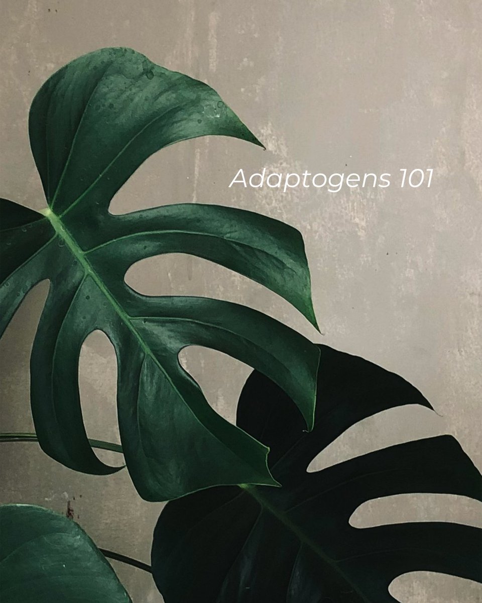 tryvybe's tweet photo. Adaptogens help your body adapt to stress—naturally. 🌿 

Whether it's energy, focus, or calm you're after, these plant-powered compounds have your back.

#Adaptogens #NaturalCalm #Vybe #StressSupport #PlantPowered #HolisticHealing https://t.co/lHHaLShuLl