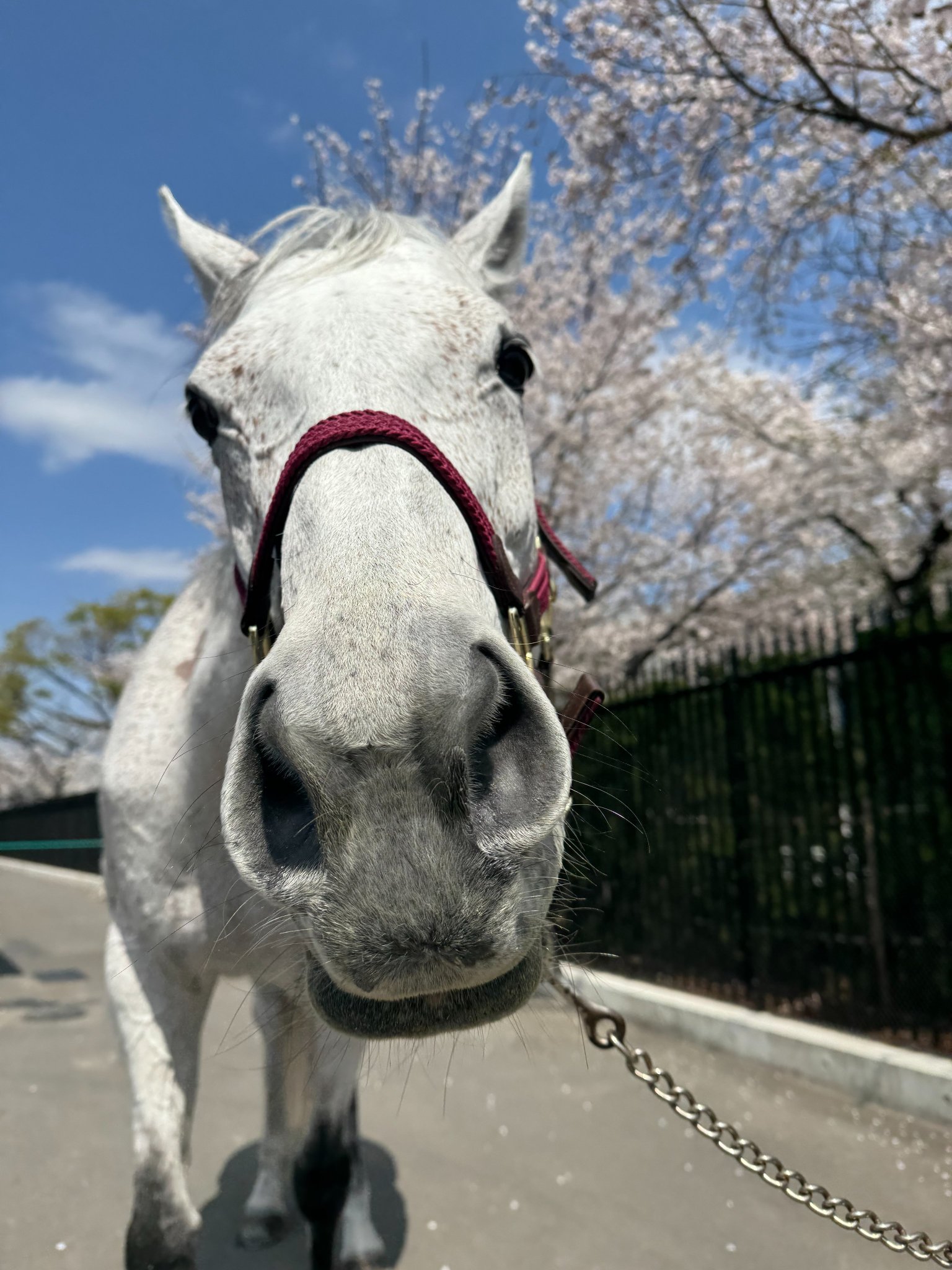 馬のポニー 渋谷陽 馬主なのにミニチュアホース飼う人 on X: 