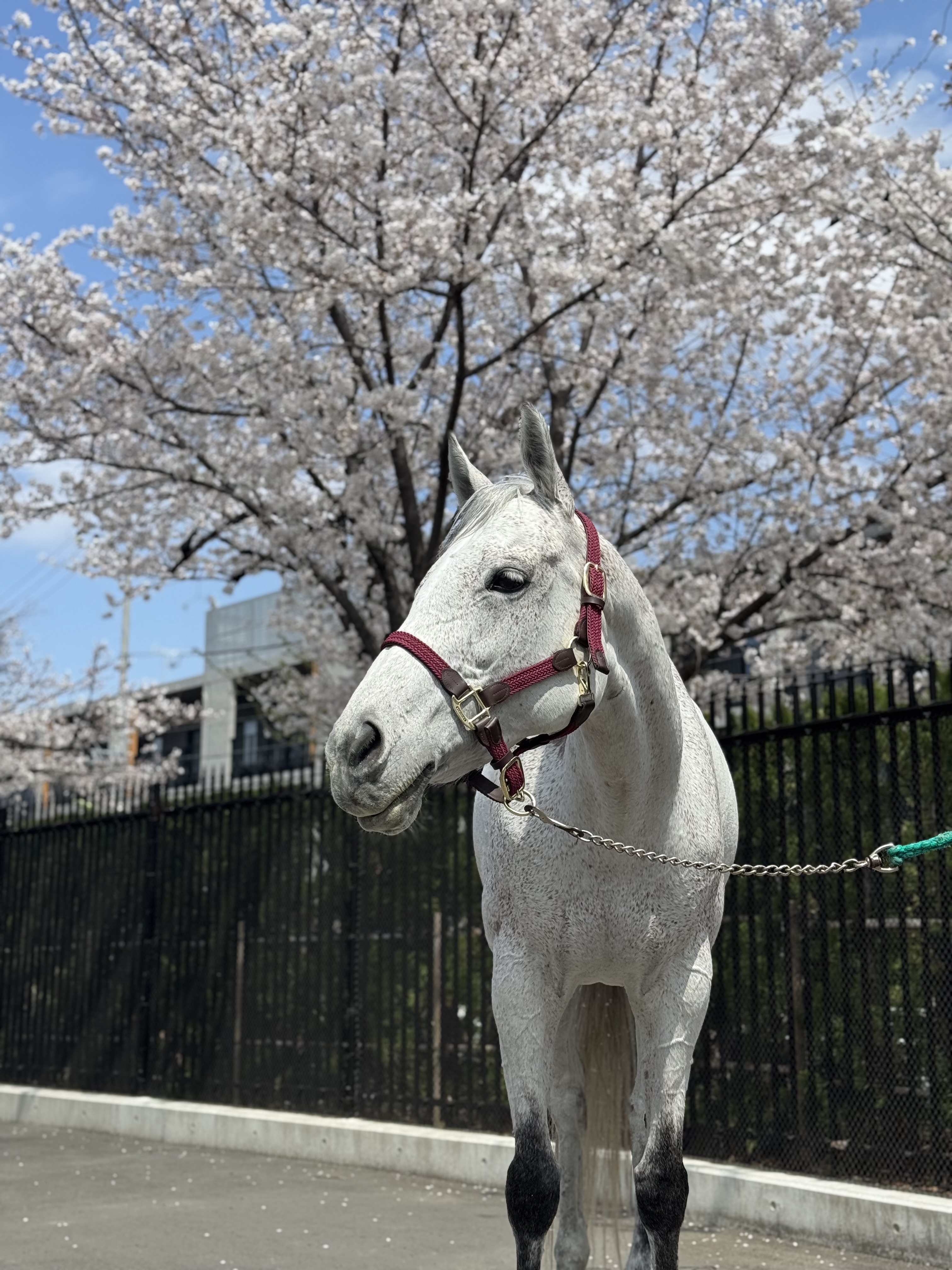 馬のポニー 馬の販売について | Grand pony club(グランド ポニー クラブ)